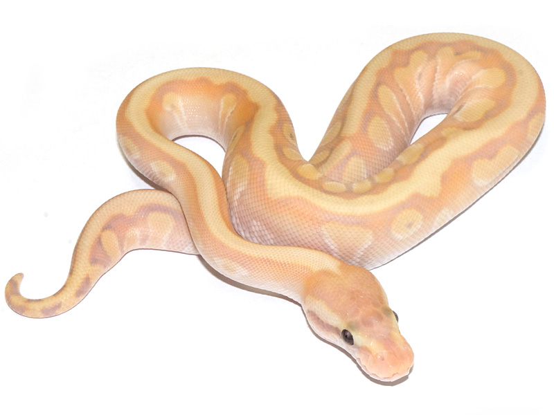 Coral Glow Enchi Granite Hidden Gene Woma Mojave Pastel