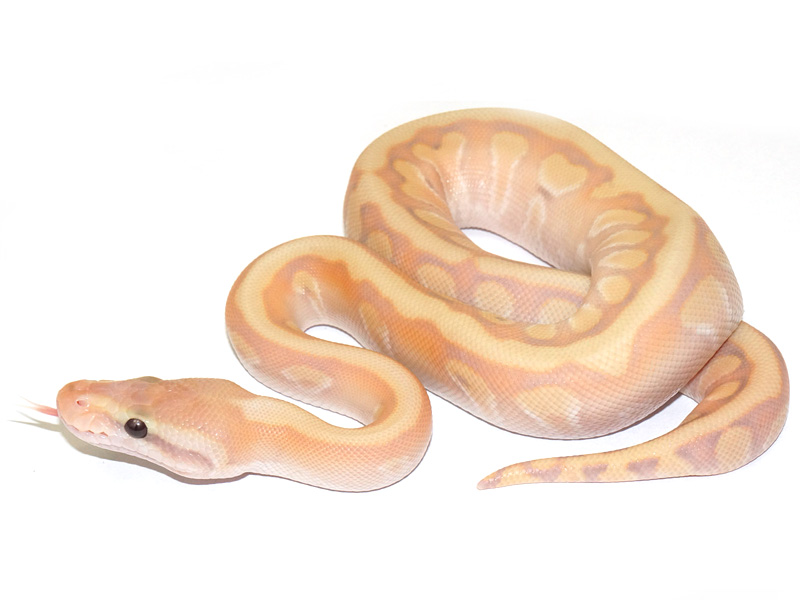 Coral Glow Enchi Granite Hidden Gene Woma Mojave Pastel