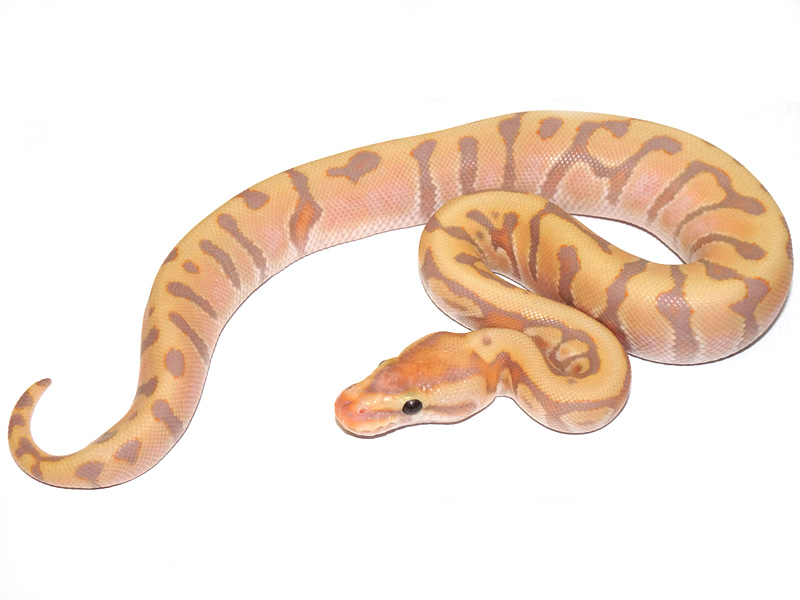 Coral Glow Enchi Granite Hidden Gene Woma