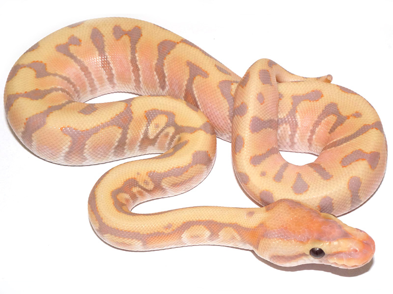 Coral Glow Enchi Granite Hidden Gene Woma