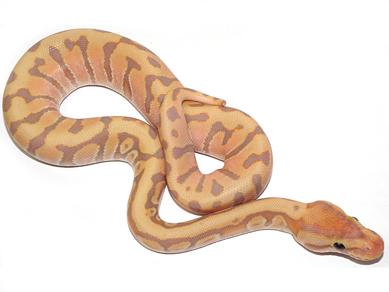 Coral Glow Enchi Granite Hidden Gene Woma