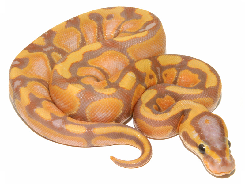 Coral Glow Enchi Lemonback