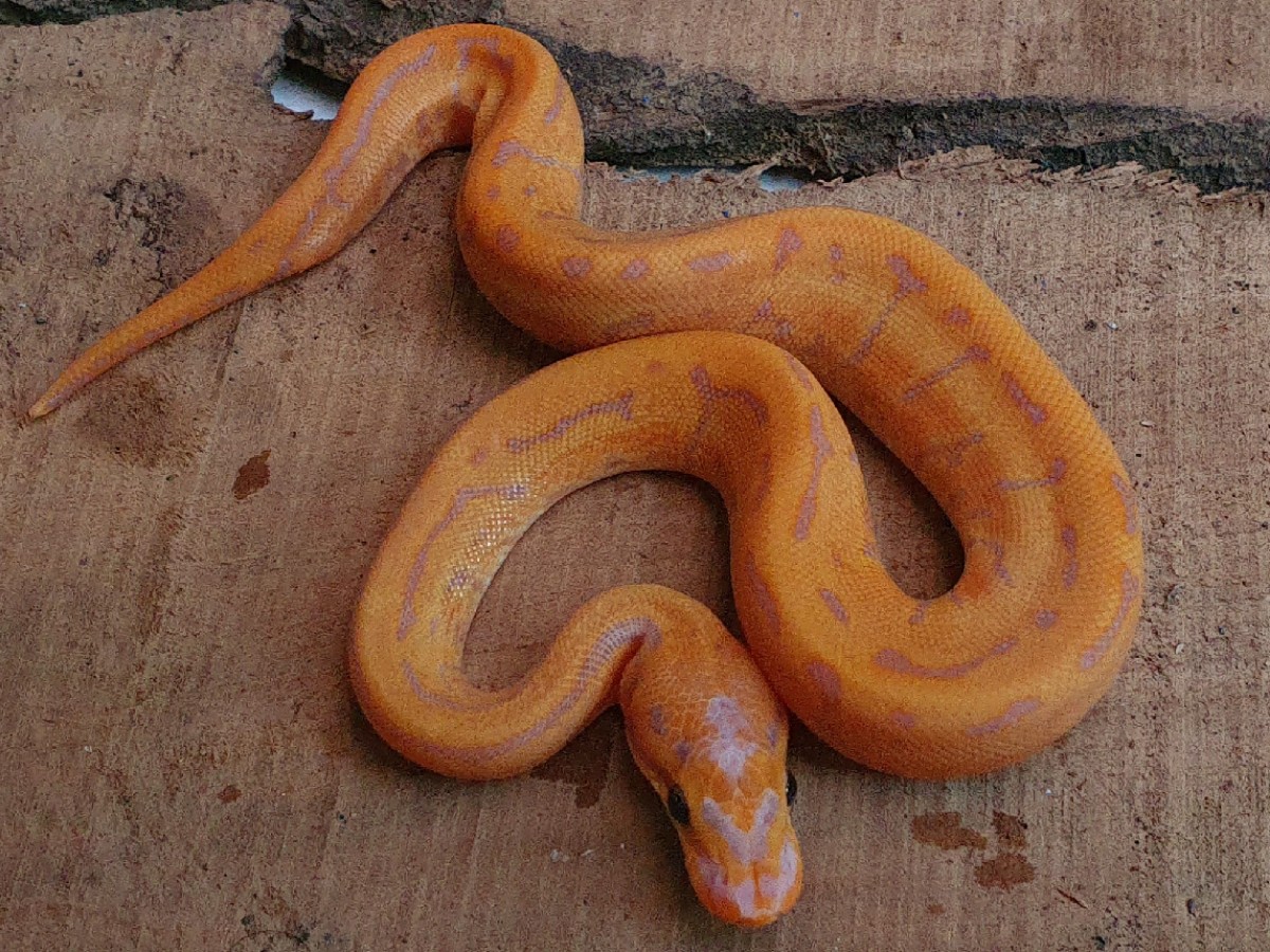 Coral Glow Enchi Leopard Ball Pinstripe