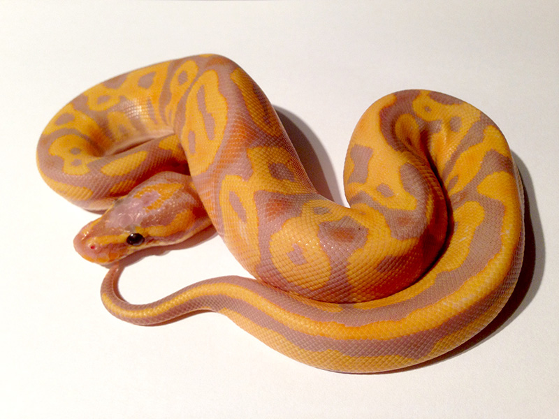 Coral Glow Enchi Leopard