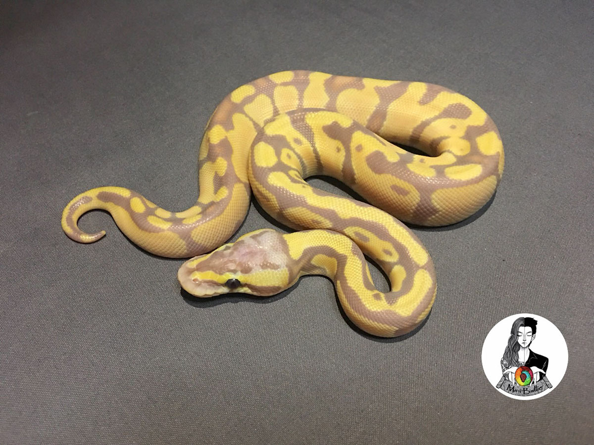 Coral Glow Enchi Mojave Pastel