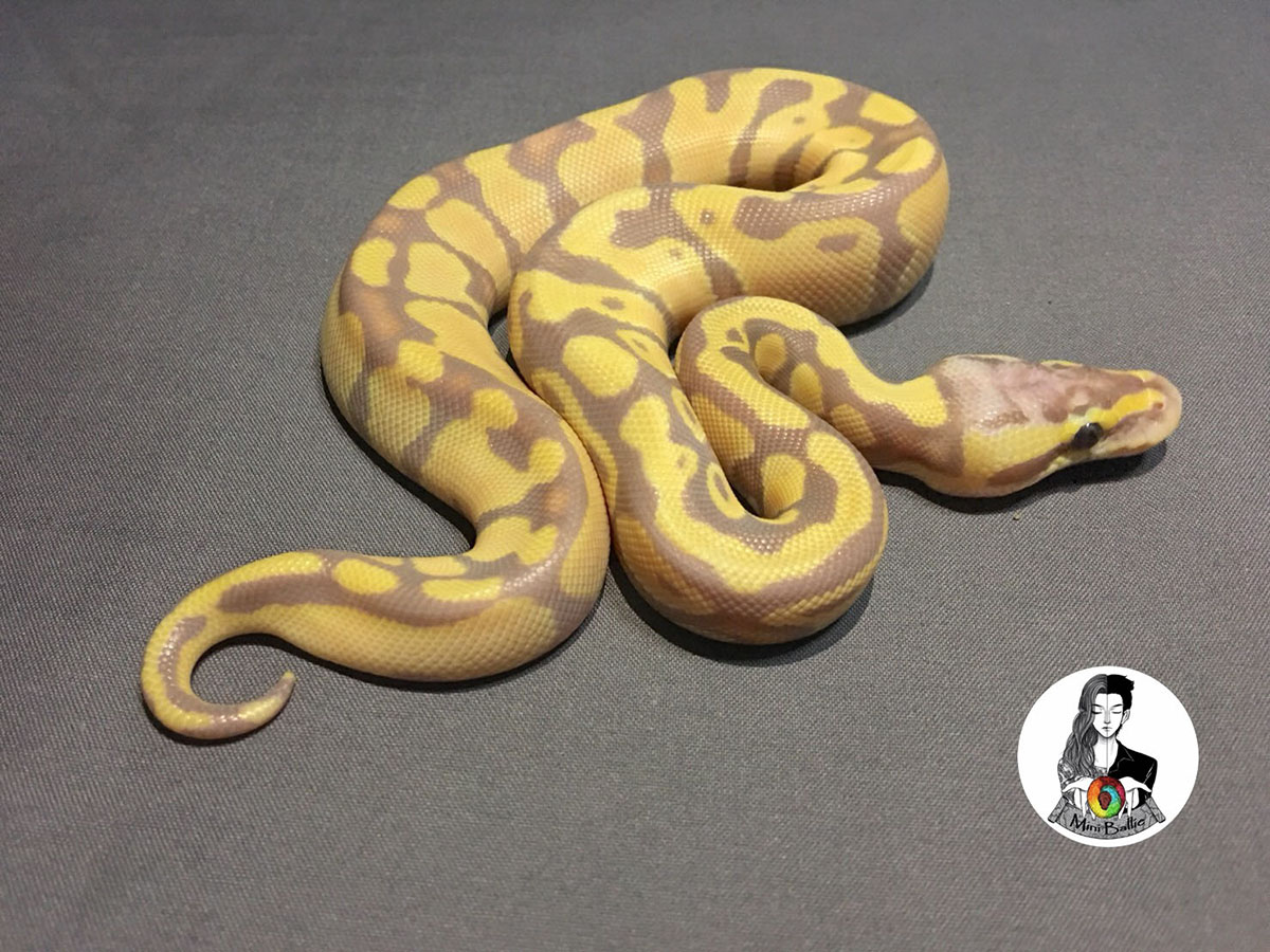 Coral Glow Enchi Mojave Pastel