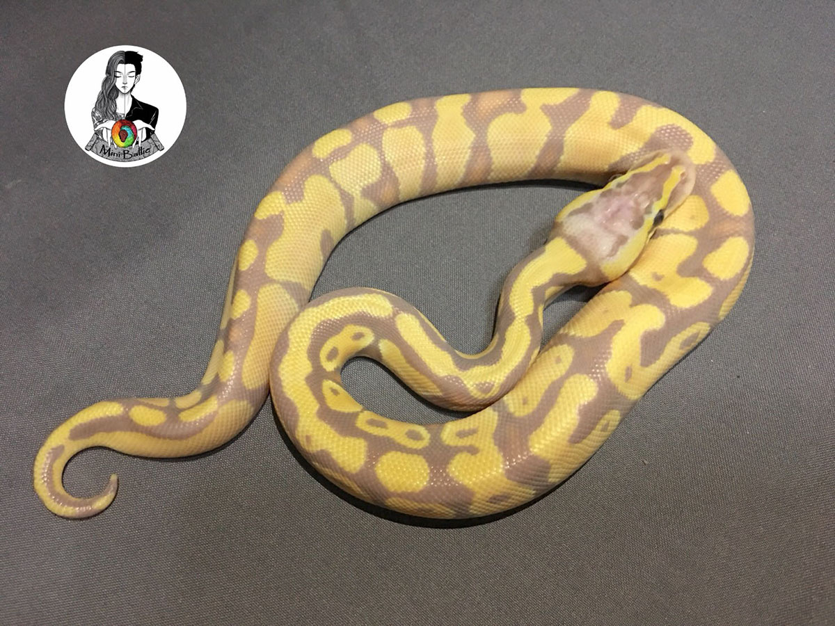 Coral Glow Enchi Mojave Pastel