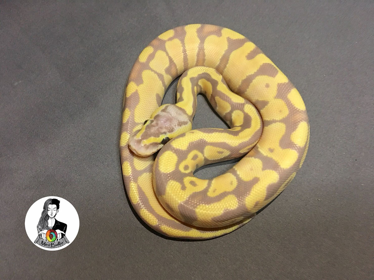 Coral Glow Enchi Mojave Pastel