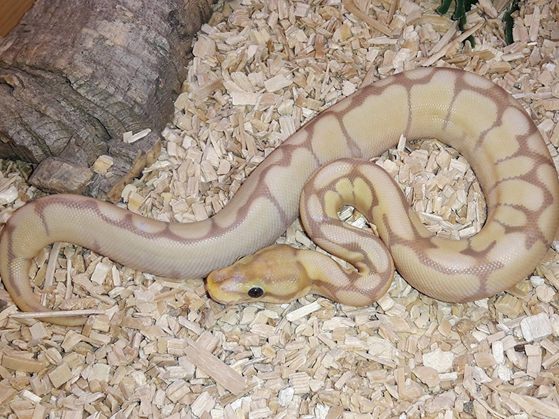 Coral Glow Enchi Mojave Spider