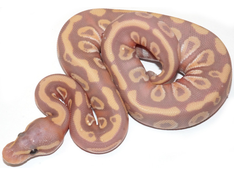 Coral Glow Enchi Mojave