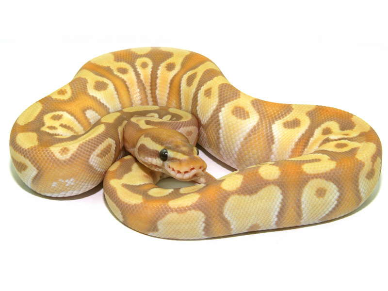 Coral Glow Enchi Mojave