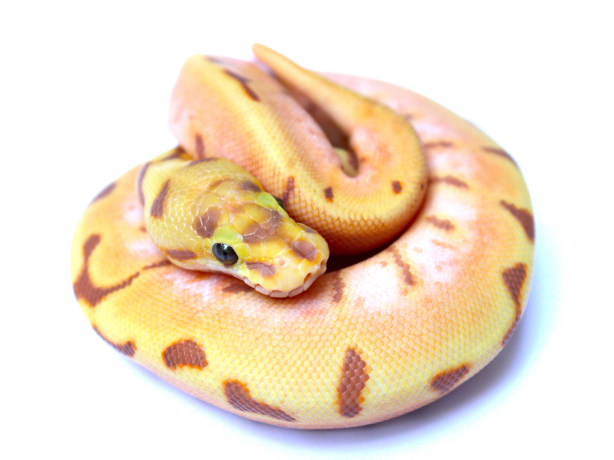 Coral Glow Enchi Orange Dream Spider