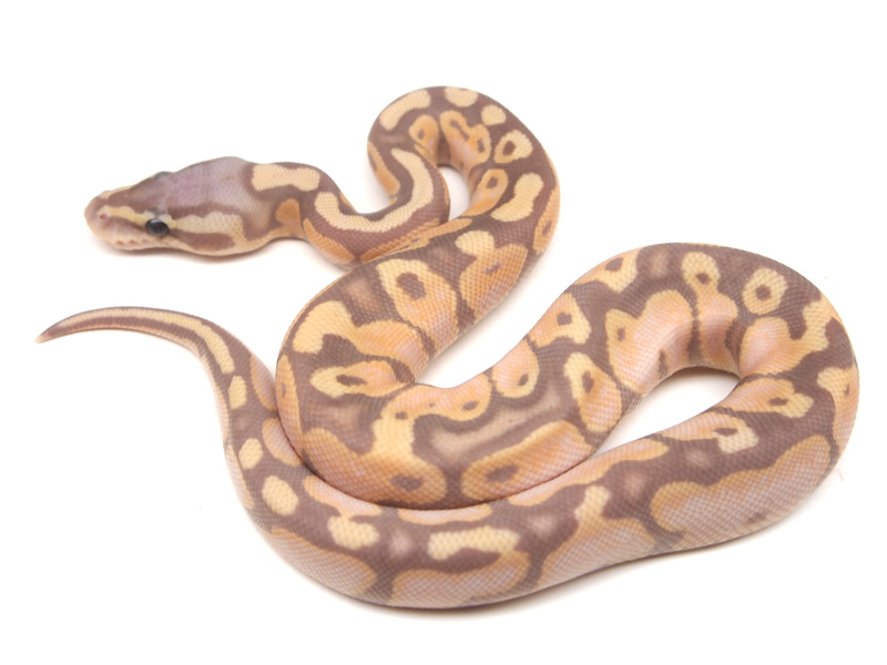 Coral Glow Enchi Super Pastel