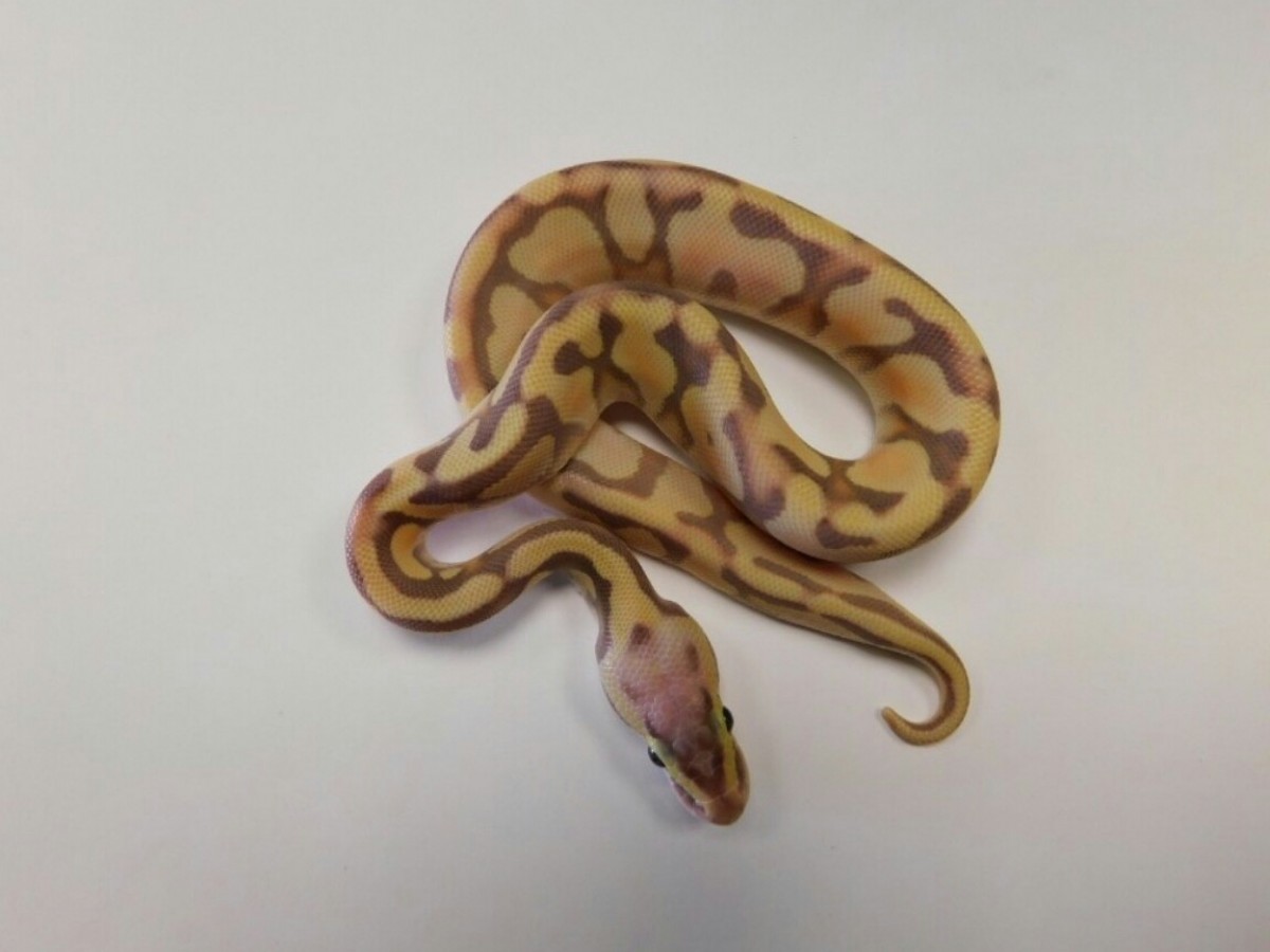 Coral Glow Enchi Super Pastel