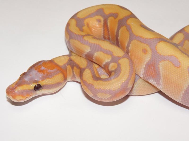 Coral Glow Enchi