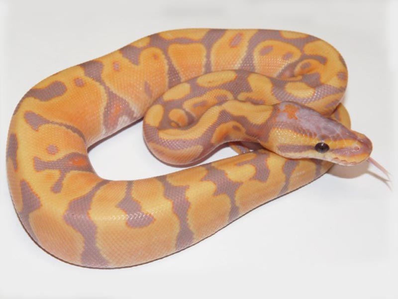 Coral Glow Enchi