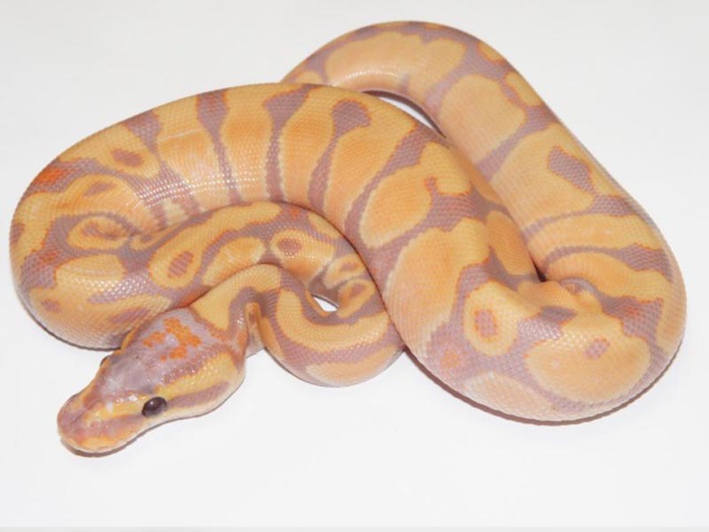 Coral Glow Enchi