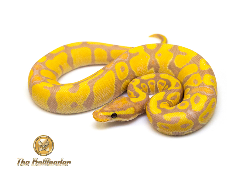 Coral Glow Enchi