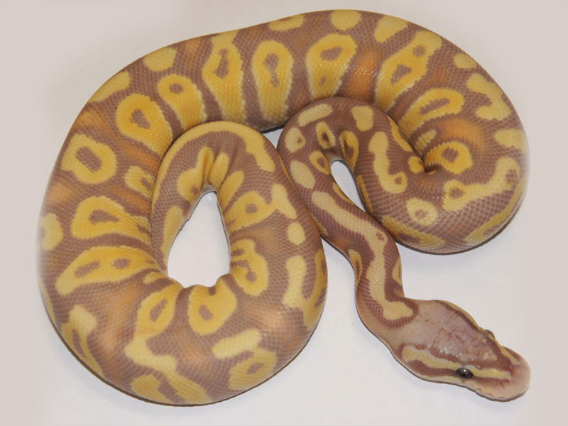 Coral Glow Fader Pastel Phantom - Morph List - World of Ball Pythons