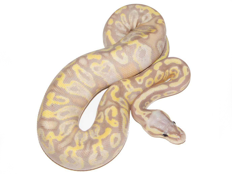 Coral Glow Fader Super Pastel Yellow Belly