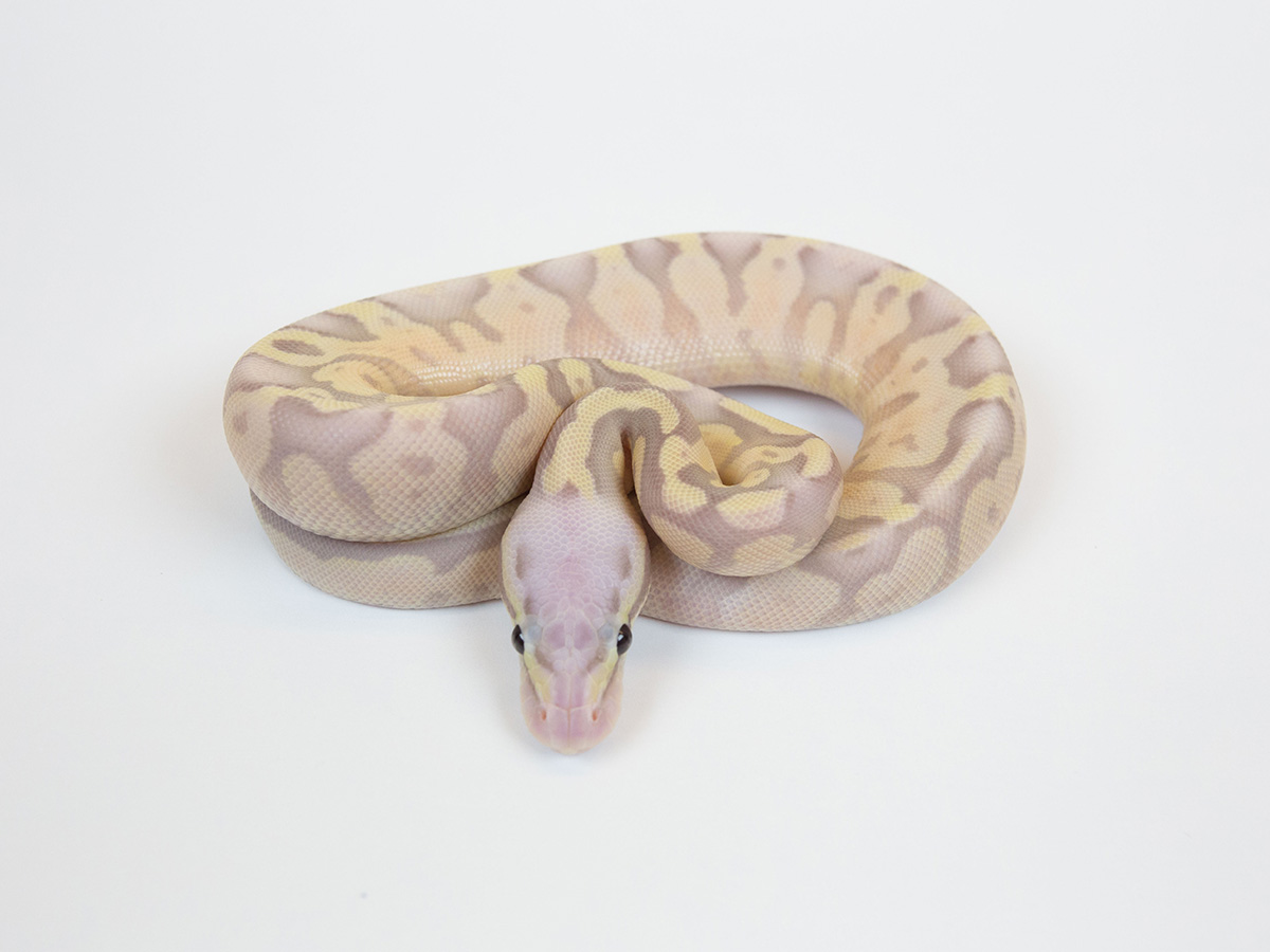 Coral Glow Fire Pastel Vanilla