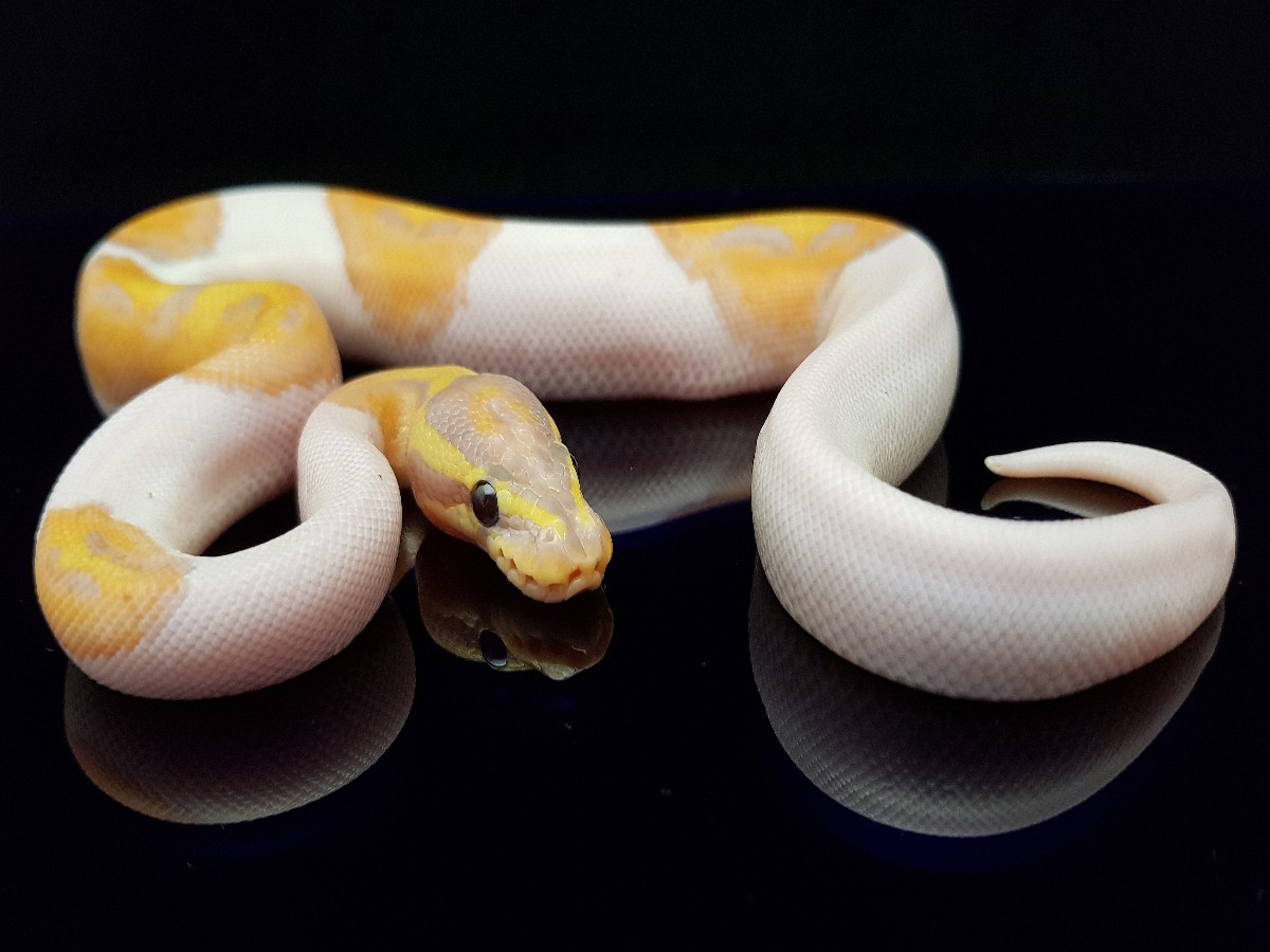 Coral Glow Fire Piebald