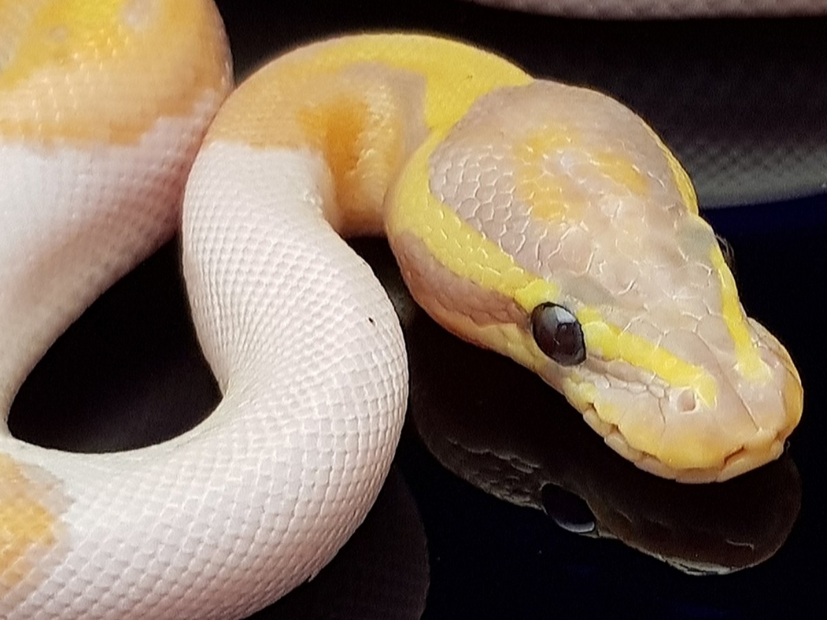 Coral Glow Fire Piebald