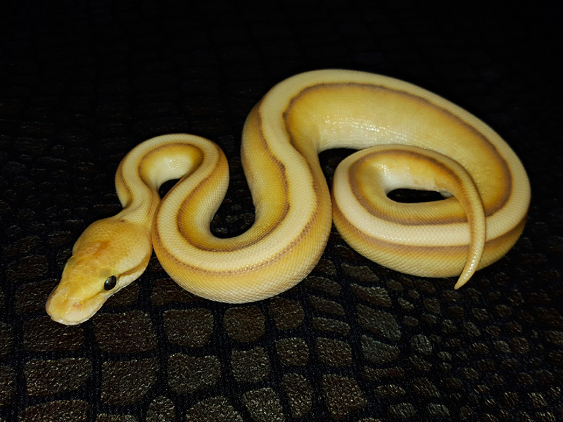 Coral Glow Genetic Stripe Lesser