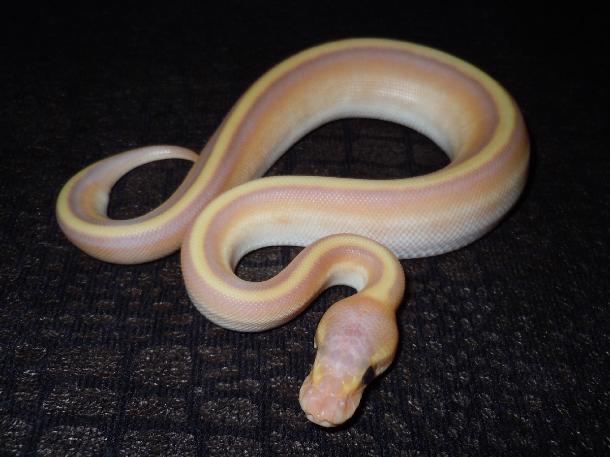 Coral Glow Genetic Stripe Mojave