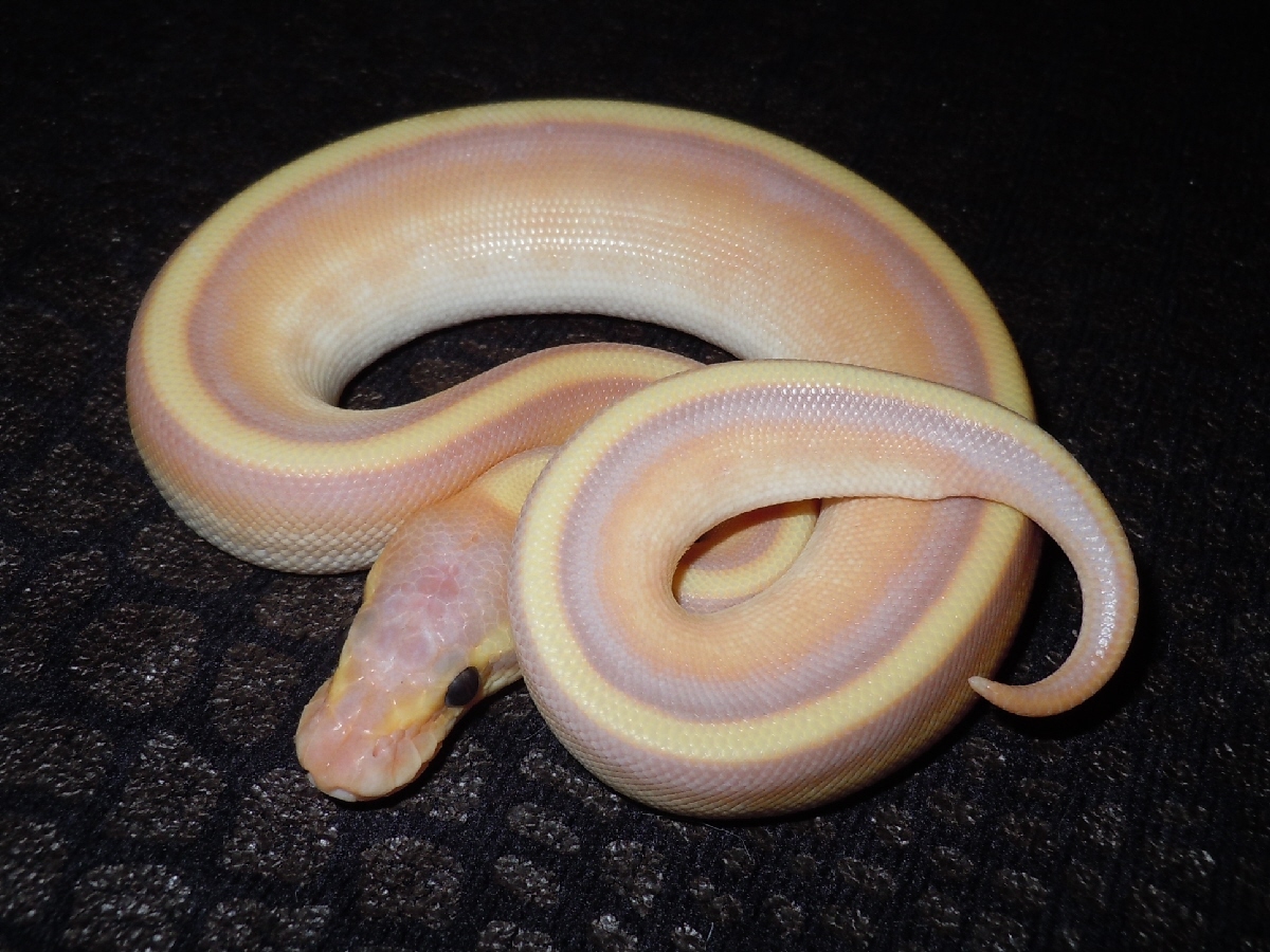 Coral Glow Genetic Stripe Mojave