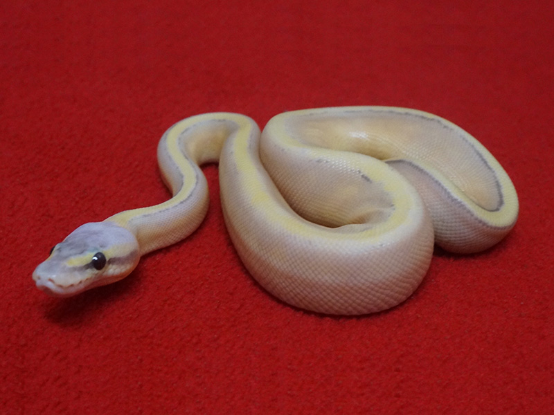 Coral Glow Genetic Stripe Super Pastel