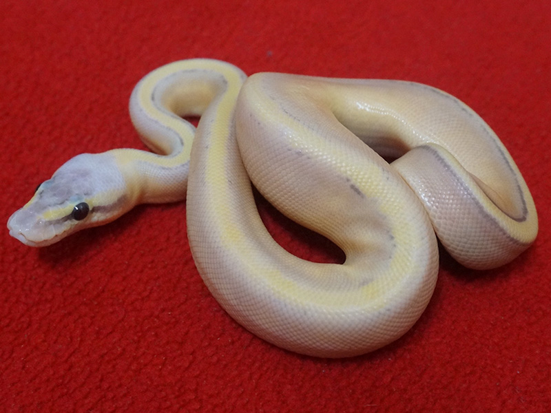 Coral Glow Genetic Stripe Super Pastel