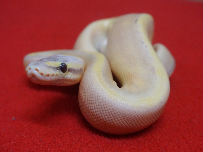 Coral Glow Genetic Stripe Super Pastel