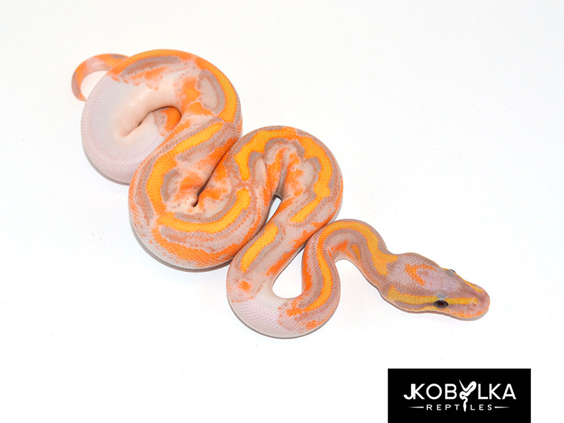 Coral Glow GeneX Piebald