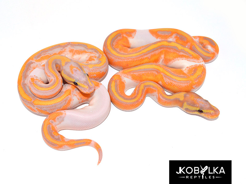 Coral Glow GeneX Piebald