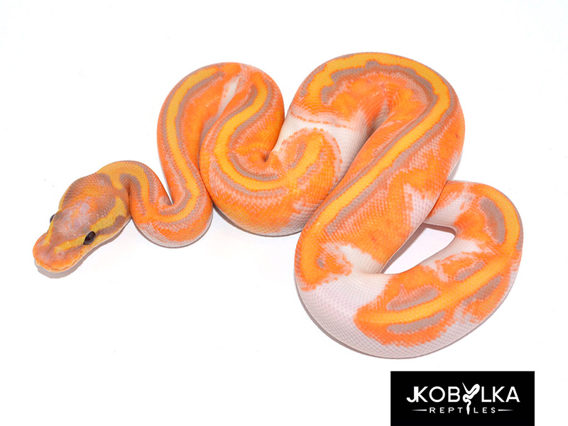 Coral Glow GeneX Piebald