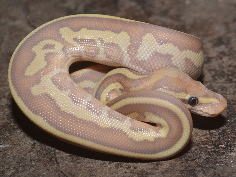 Coral Glow Ghost Leopard Lesser
