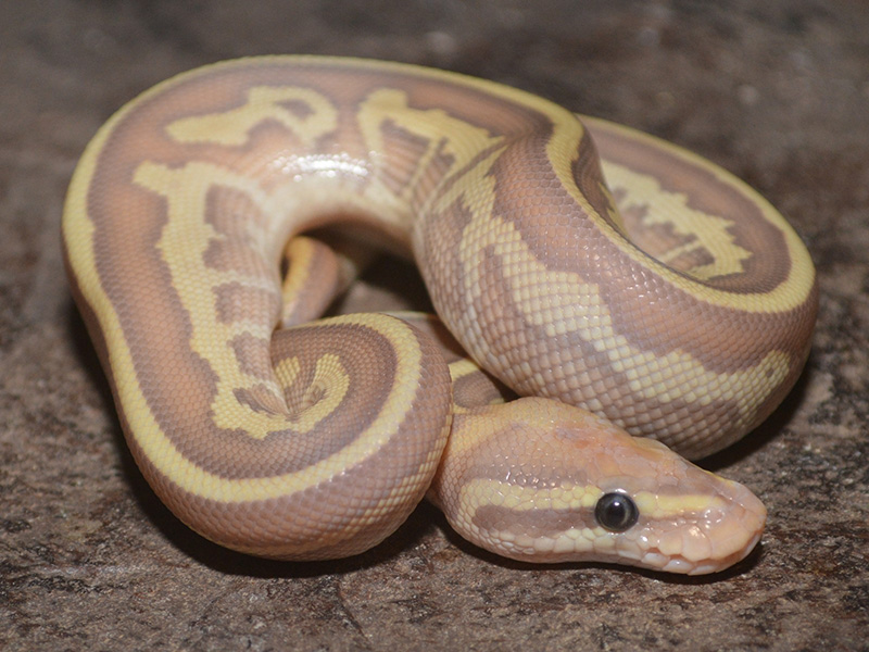 Coral Glow Ghost Leopard Lesser