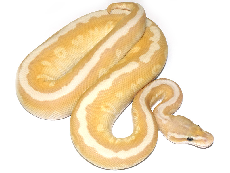 Coral Glow Granite Hidden Gene Woma Lesser Pastel