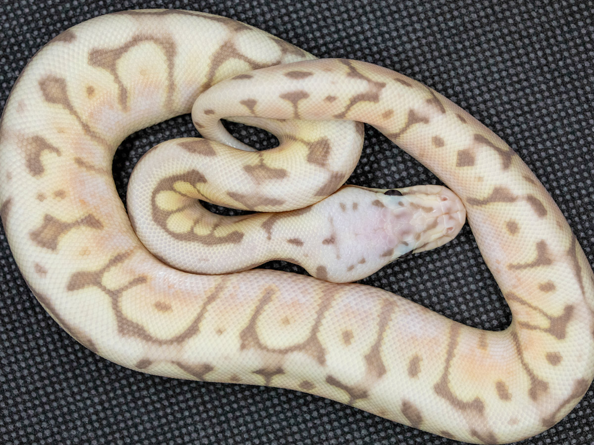 Coral Glow Het Red Axanthic Pastel Spider