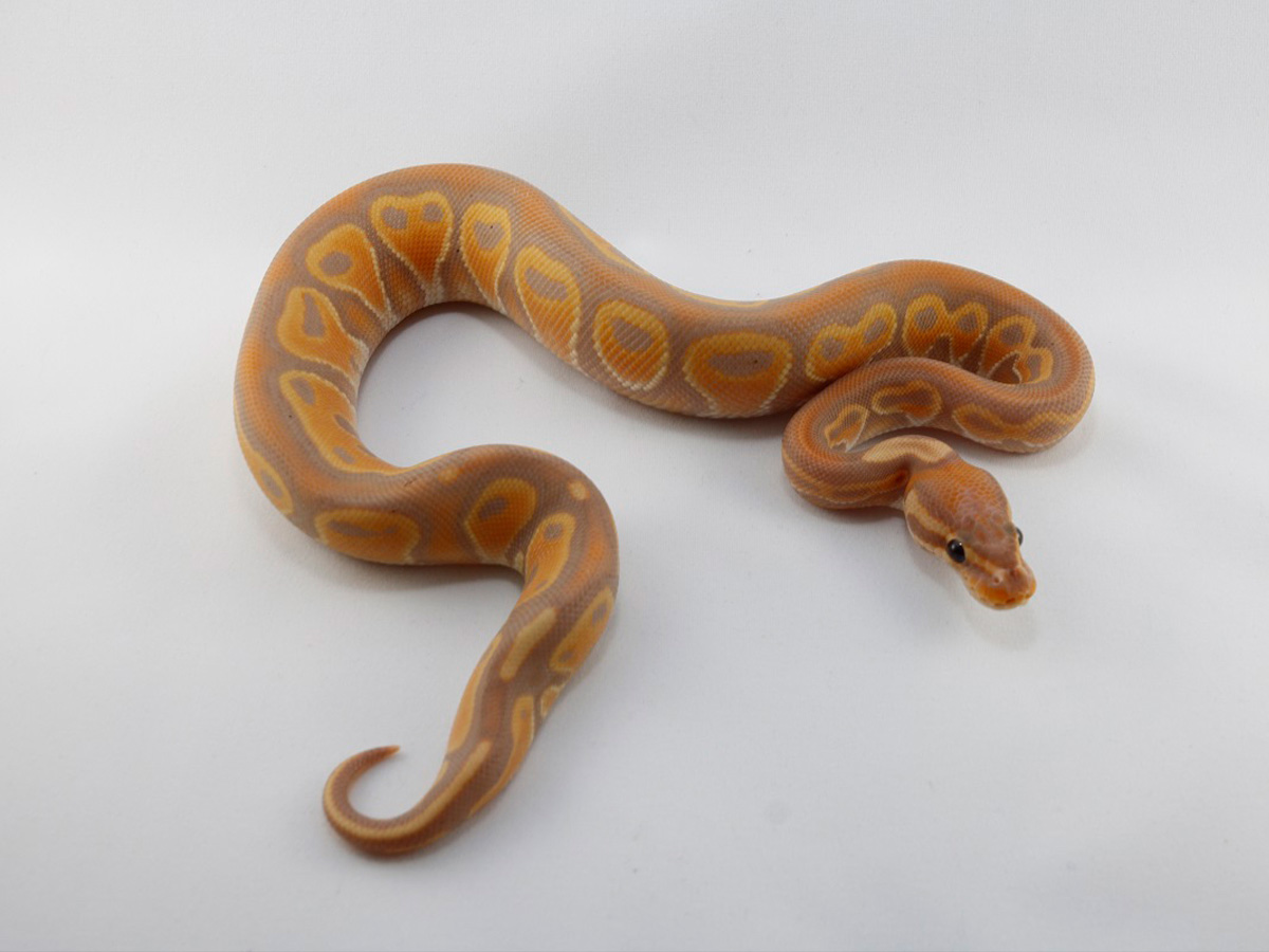 Coral Glow Het Red Axanthic Pastel Yellow Belly
