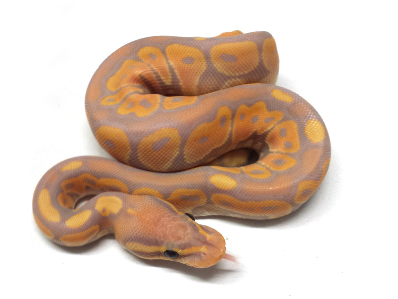 Coral Glow Het Red Axanthic