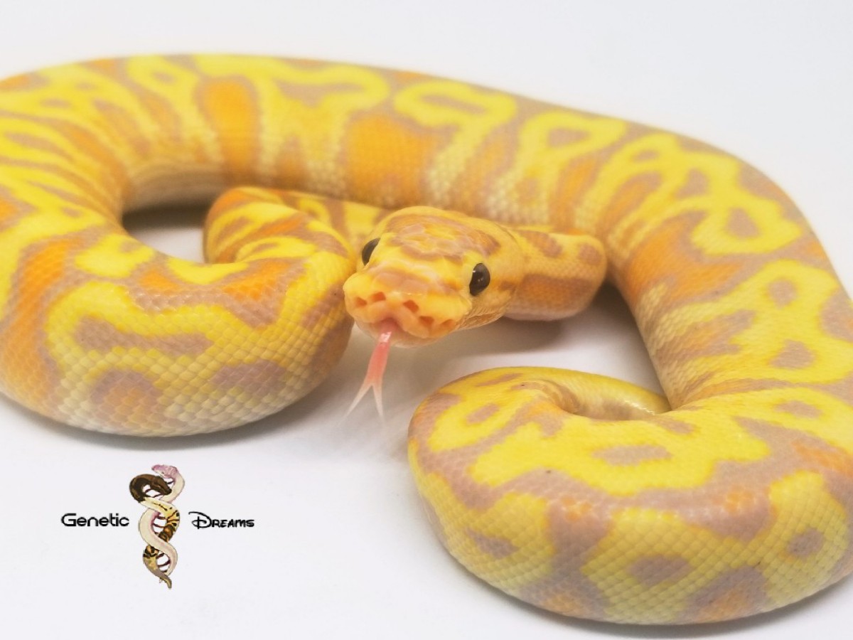 Coral Glow Hidden Gene Woma Vanilla Yellow Belly