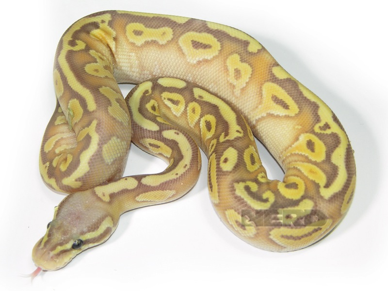 Coral Glow Lemon Pastel Lesser