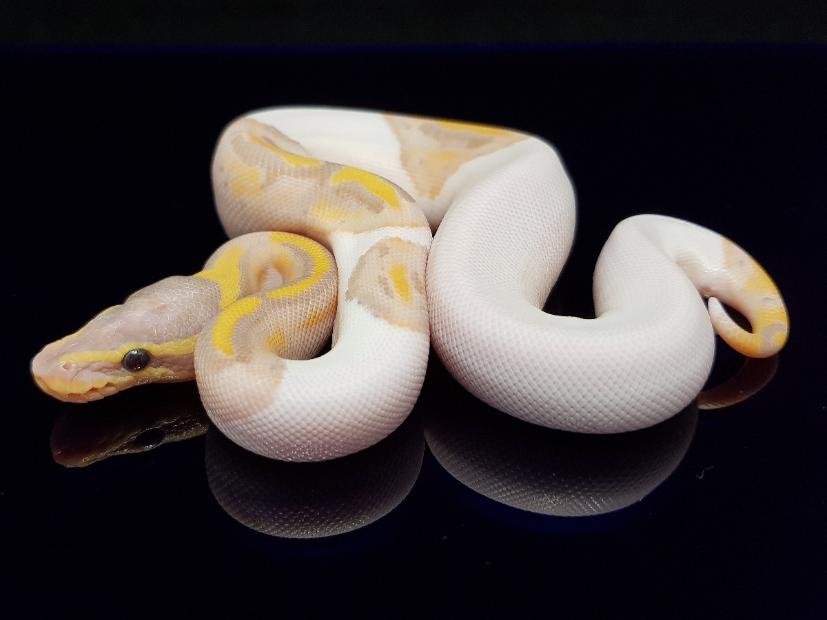 Coral Glow Leopard Piebald