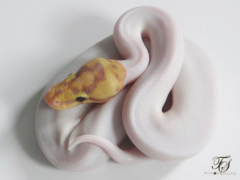 Coral Glow Leopard Pied Spider