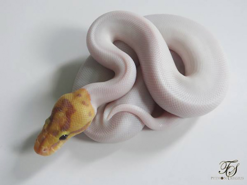 Coral Glow Leopard Pied Spider