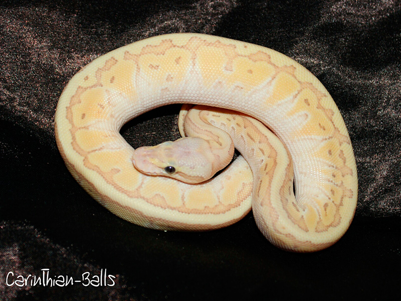 Coral Glow Lesser Pastel Pinstripe