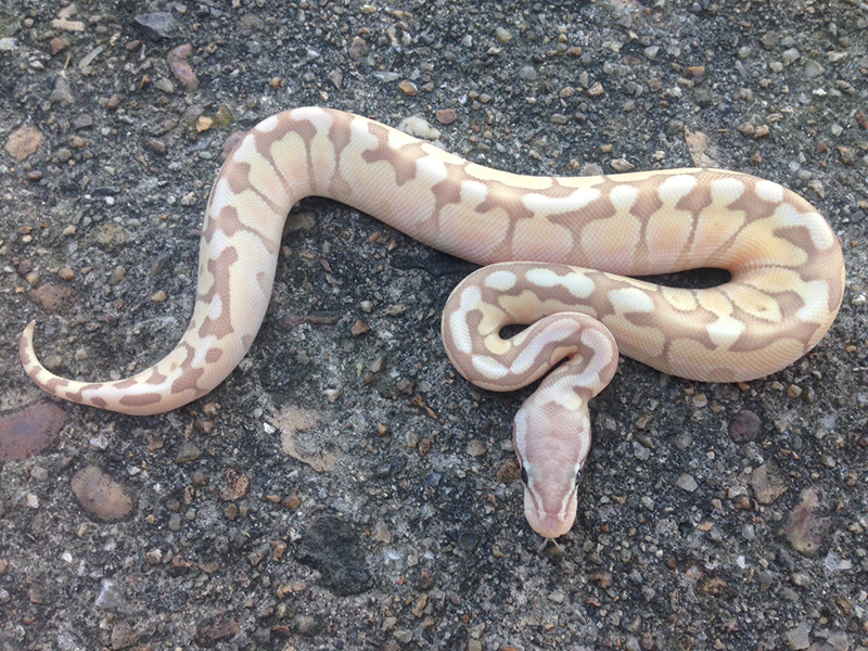 Coral Glow Lesser Pastel Woma