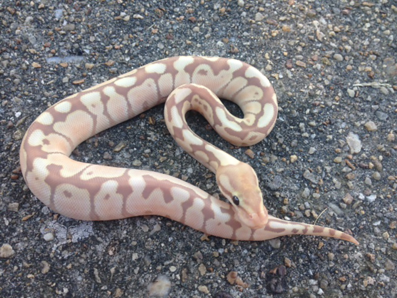Coral Glow Lesser Woma